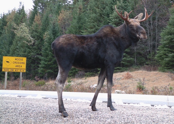 Big moose with spring antlers. 