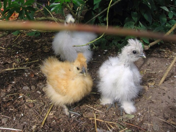 Baby Silkies: Small - but don't tell them that.